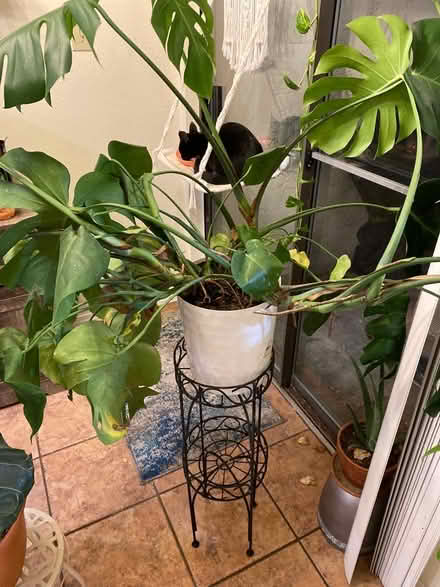 Photo of free Plant - NOT plant stand (75080) #1