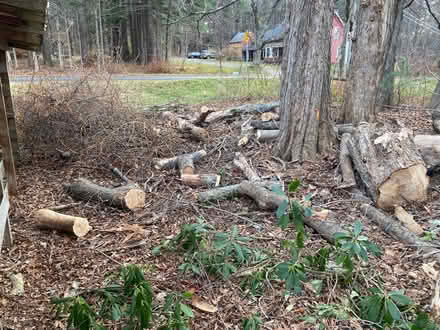 Photo of free wood (Shutesbury) #2