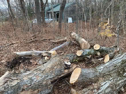 Photo of free wood (Shutesbury) #4