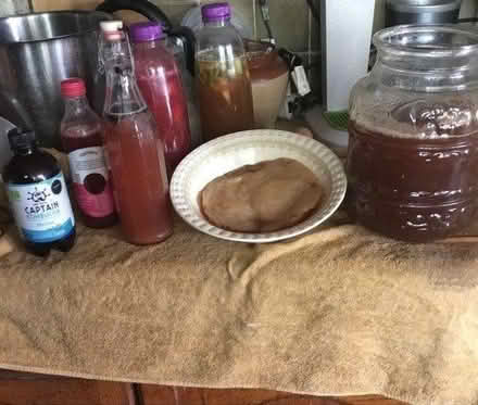 Photo of free Scoby For Making Kombucha (Totton SO40) #1
