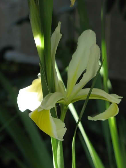 Photo of free Iris Rhizomes - While They Last (Myrtletown/Eureka) #2