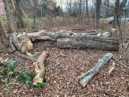 Photo of free wood (Shutesbury) #3