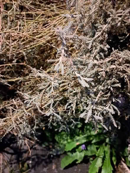Photo of free Curry plant, bare root (Hanover BN2) #1