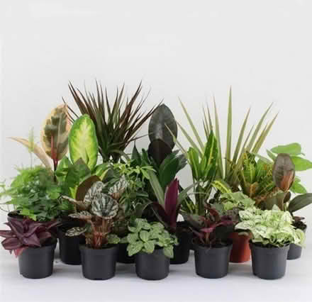 Photo of Indoor plants/cuttings (Stratford E15) #1
