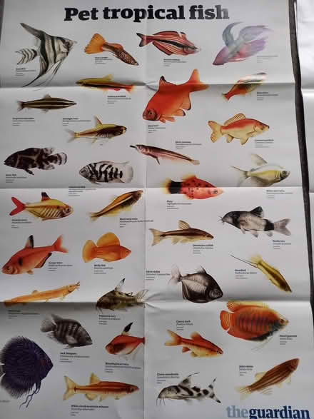 Photo of free Posters (NR28) #3
