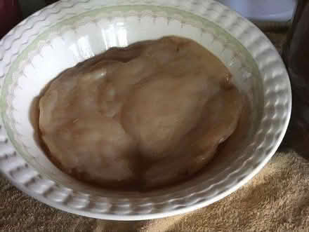 Photo of free Scoby For Making Kombucha (Totton SO40) #2