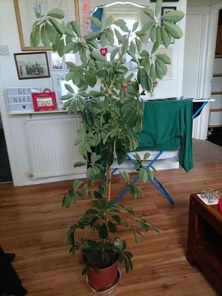 Photo of free 3 plants (Lochend EH7) #3