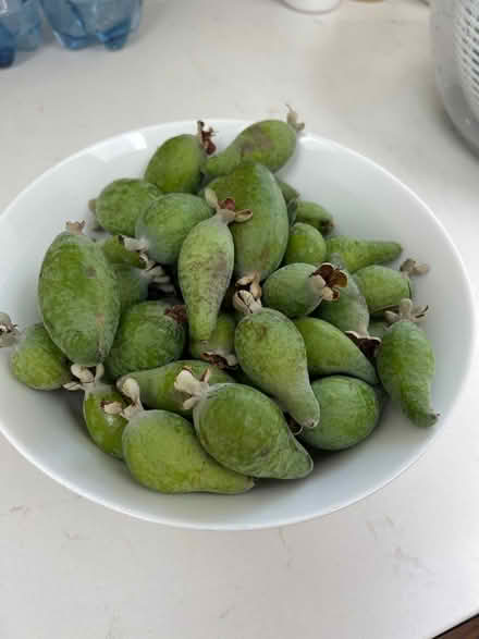 Photo of free Feijoas (95707) #1