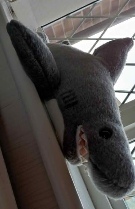 Photo of free Cuddly shark seeks new home (Kilby Bridge LE18) #4