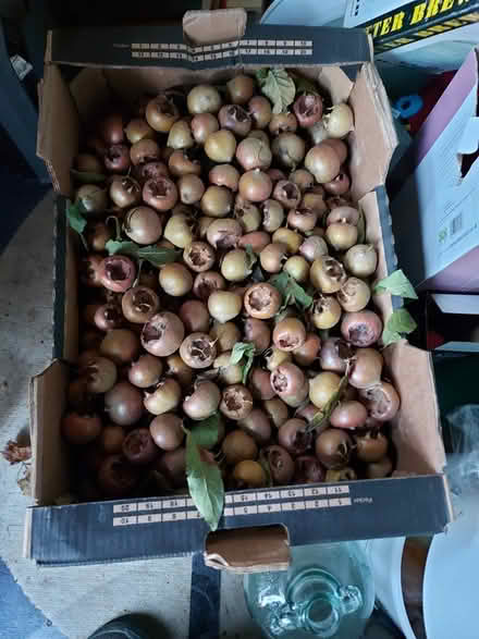 Photo of free Medlars (Farncombe) #1