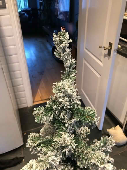 Photo of free Christmas tree (Chadderton OL9) #1
