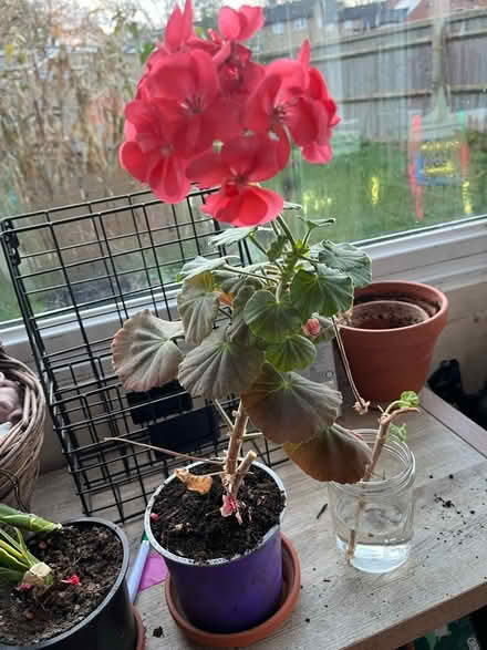 Photo of free Houseplants (Headington Quarry, OX3) #2
