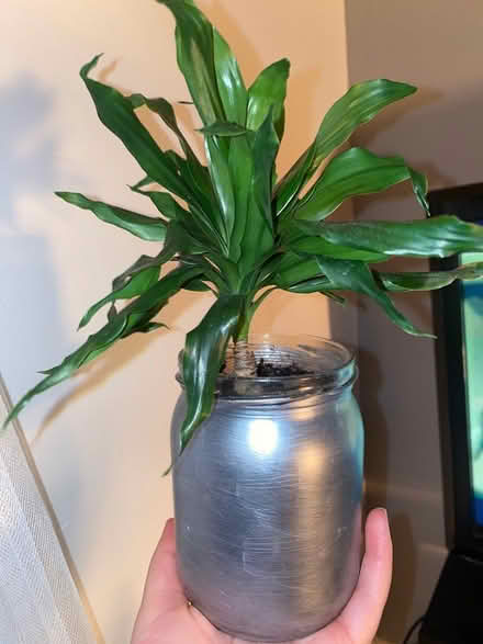 Photo of free House plant (LS9) #1