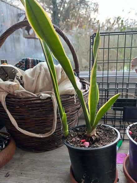Photo of free Houseplants (Headington Quarry, OX3) #3