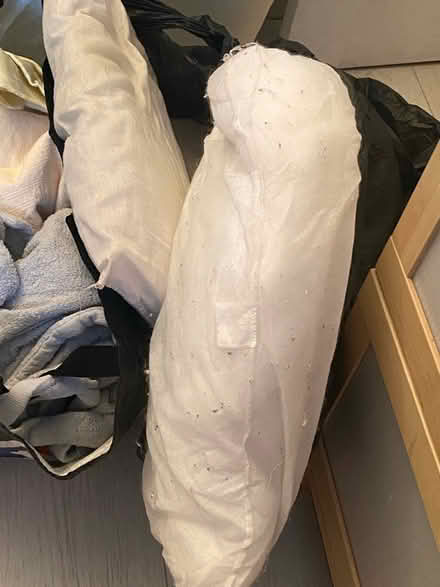 Photo of free Two large pillows (Dartford) #1