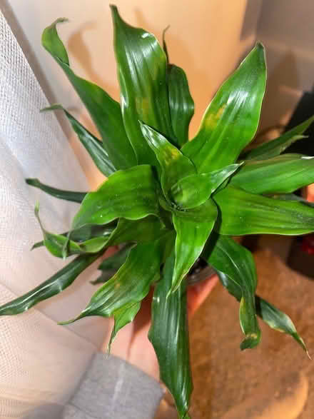 Photo of free House plant (LS9) #2