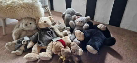 Photo of free Selection of pre-loved teddies (Danbury, CM3) #1