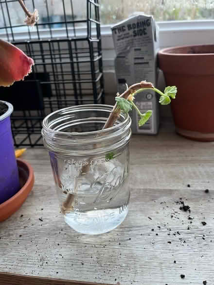 Photo of free Houseplants (Headington Quarry, OX3) #1