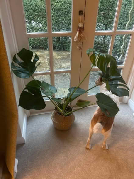 Photo of Plant pot (Kington St Michael SN14) #1