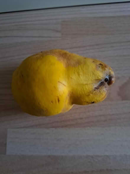 Photo of free Quinces (TN24) #1