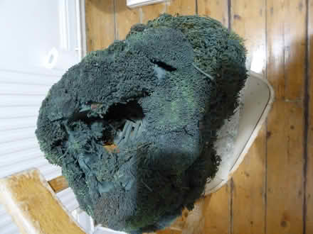 Photo of free homemade model trees (Westham, Weymouth DT4) #2