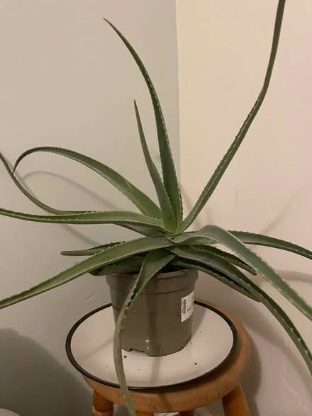 Photo of free Aloe Vera Plant (South Tottenham, N15) #1