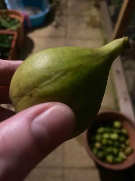 Photo of free Green Figs (Heage me Belper) #2