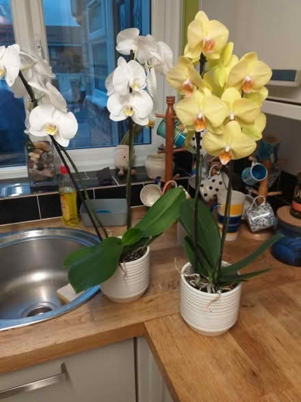 Photo of free Two orchid plants (Oakridge, Basingstoke RG21) #1