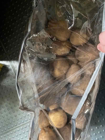 Photo of free Large bag Cheshire potatos (Warrington) #1