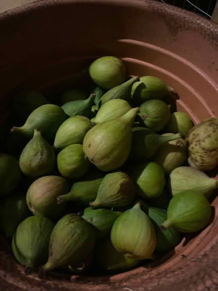 Photo of free Green Figs (Heage me Belper) #1