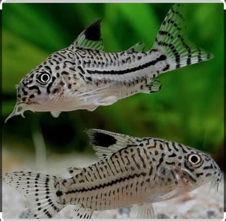 Photo of Corydora catfish (12575) #1