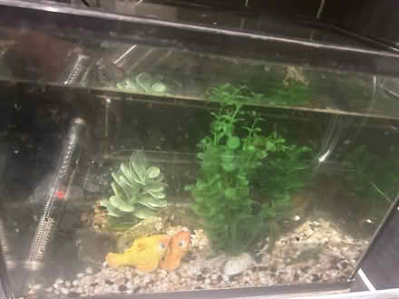 Photo of free fish and tank (Thames ditton KT7) #1