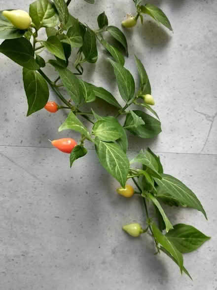 Photo of free SWAP? Chilli plants for Primulas or Primroses (Caversham Heights RG4) #1