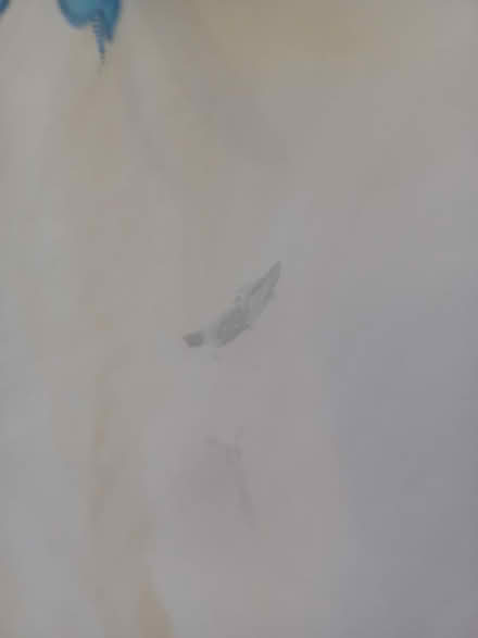 Photo of free Pair of Voile butterfly curtains (Leigh on Mendip, BA3) #1