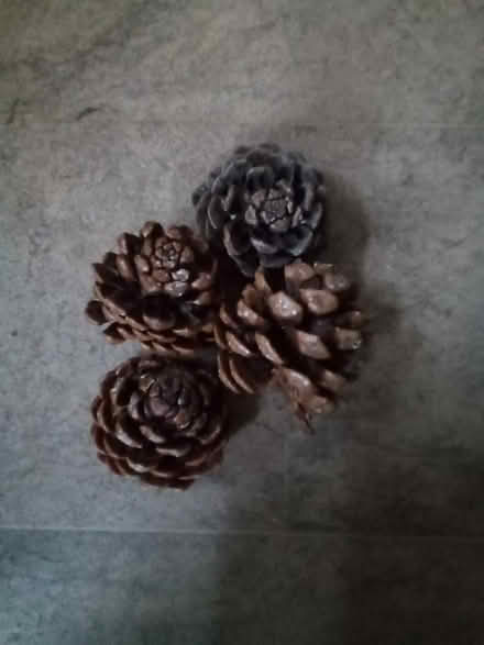 Photo of free Pine Cones (Morley LS27) #1