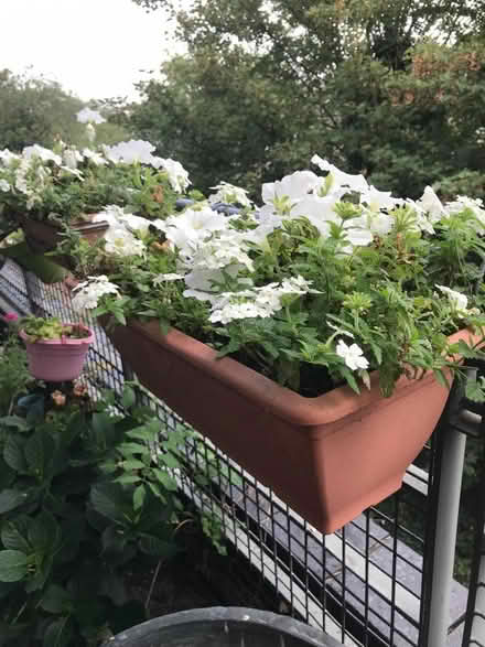 Photo of free Balcony planter with wire to hang (New England Quarter BN1) #1