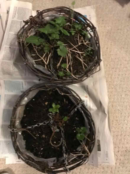 Photo of free Hanging wicker baskets x 2 (New England Quarter BN1) #2
