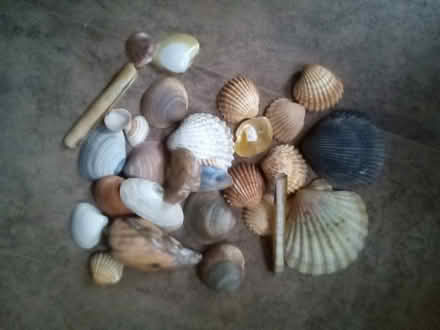 Photo of free Sea Shells (Morley LS27) #1