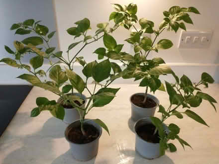Photo of free SWAP? Chilli plants for Primulas or Primroses (Caversham Heights RG4) #2