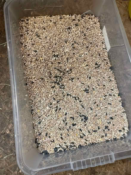 Photo of free Bird seed (Prenton) #1
