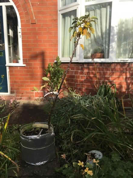 Photo of free Apple tree in tub (Frenchwood PR1) #1