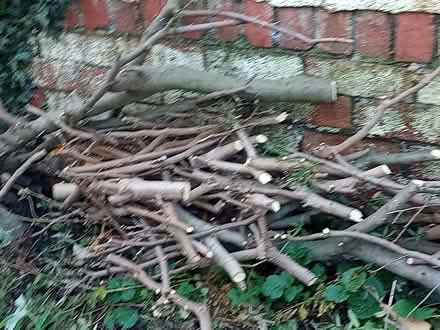 Photo of free Wood Cuttings (St George Bristol BS5) #1