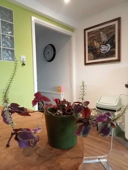 Photo of free Potted plant (Shoreham Beach BN43) #1