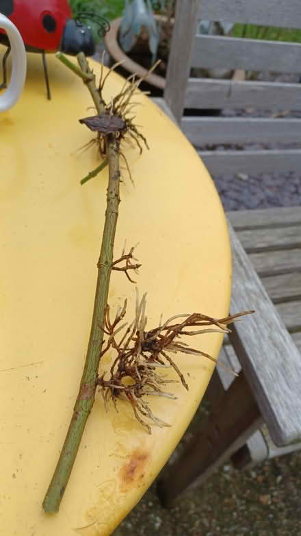 Photo of free Dogwood runner, Gillingham, Livingstone Circus (Gillingham ME7) #1