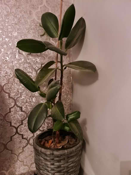 Photo of free Indoor plant (TS5 Acklam) #1