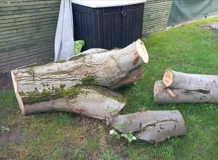 Photo of free Wood (WS8) #1