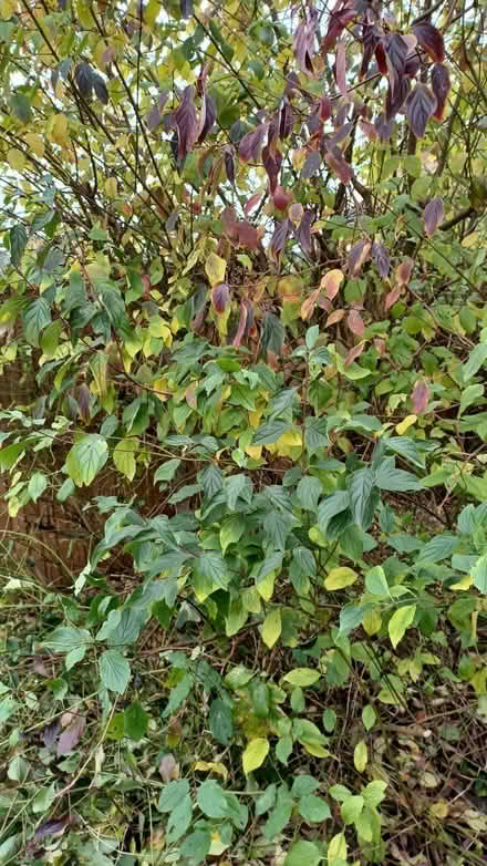 Photo of free Dogwood runner, Gillingham, Livingstone Circus (Gillingham ME7) #2