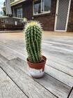 Photo of free Potted cactus - HIGGINS #1