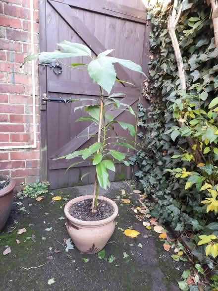 Photo of free Avocado plants (Marden TN12) #1