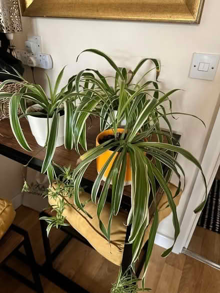 Photo of free Spider plants (Oakwood LS8) #1